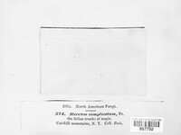 Stereum complicatum image